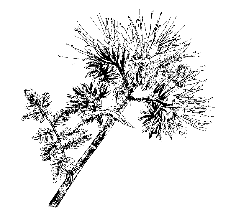 Wein 2 Symbol