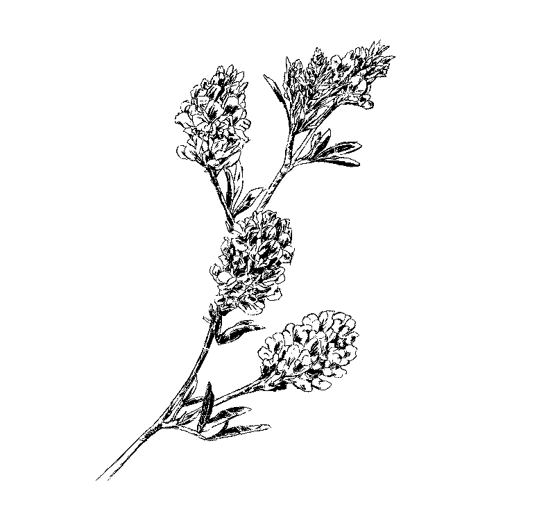 Wein 6 Symbol