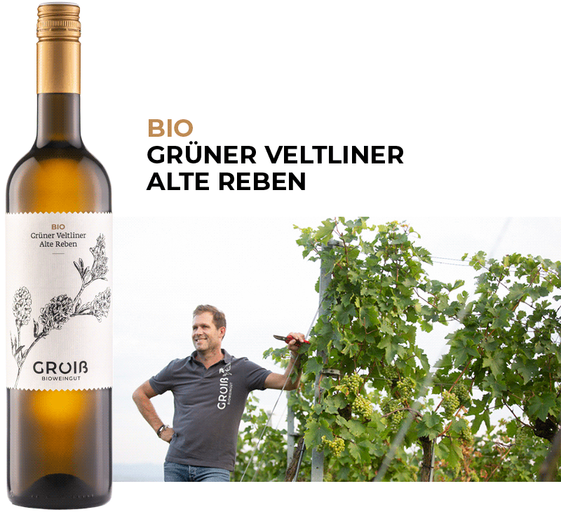 Wein 6 Beschreibung